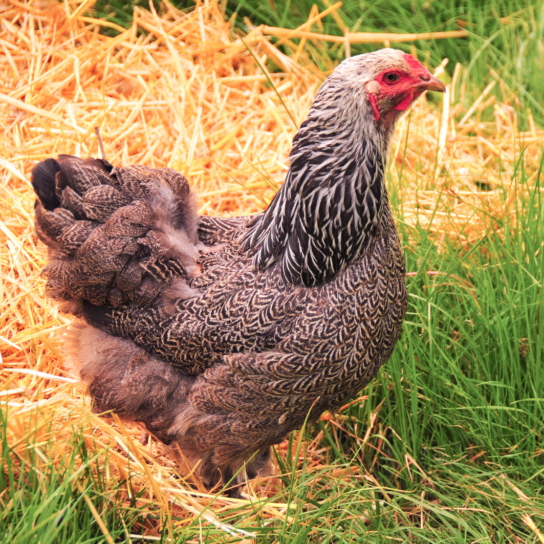 https://upload.wikimedia.org/wikipedia/commons/b/b0/Dark_Brahma_hen%2C_Oregon_%28cropped%29.jpg