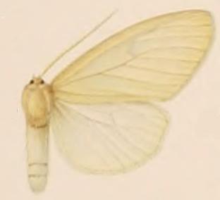 <i>Diacrisia porthesioides</i> Species of moth