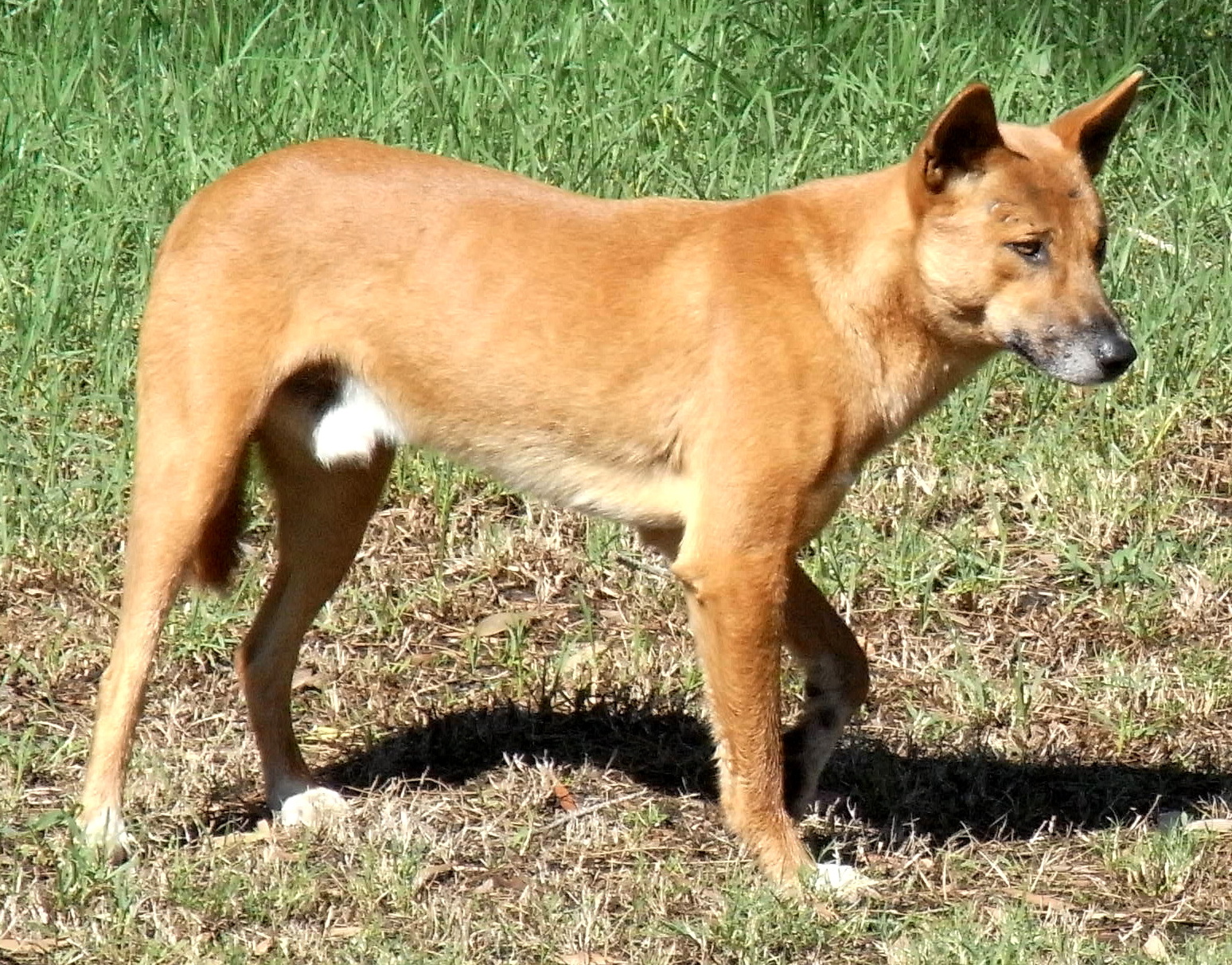 Dingo (chien sauvage) — Wikipédia