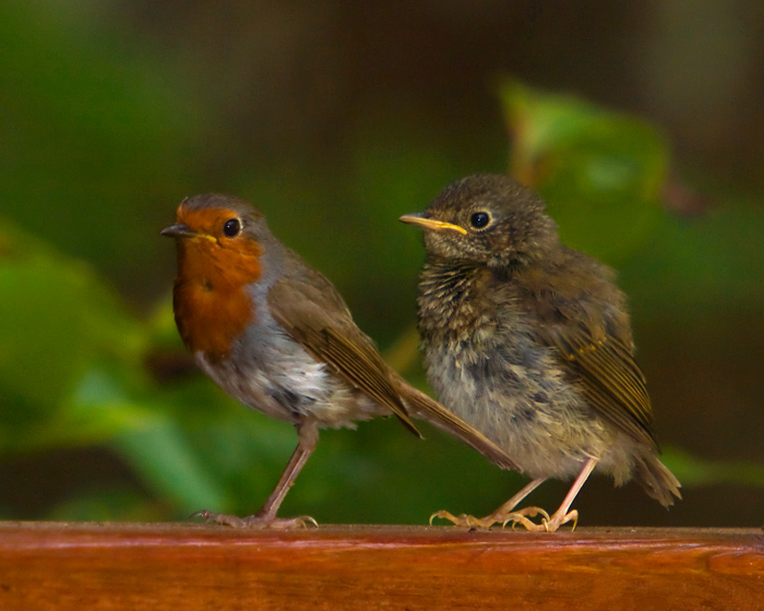 File:Erithacus rubecula -Canary Islands, Spain -adult and juvenile-8.jpg