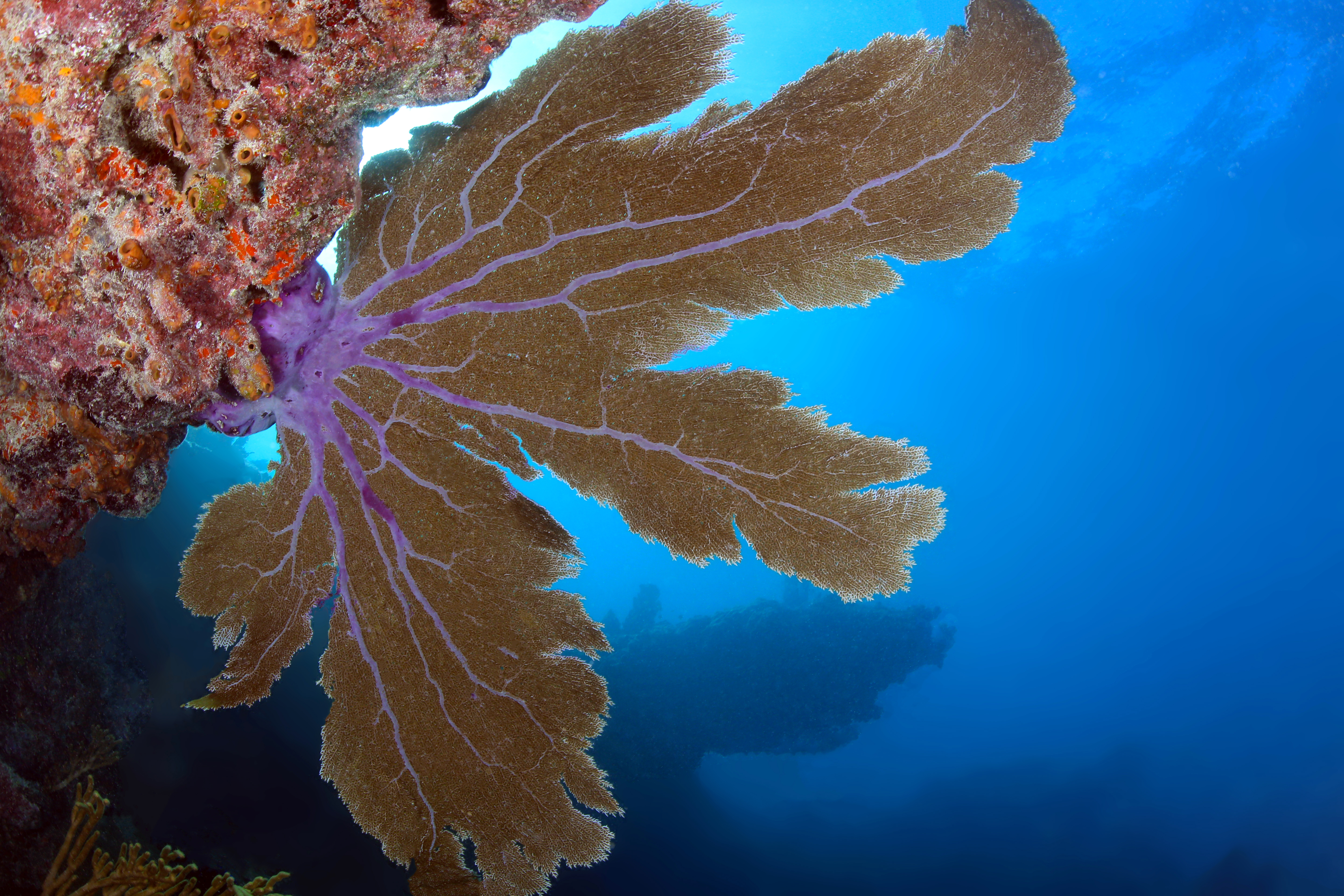 Fan ocean. Fan Coral. Marine Biology Fish. Sea Fan.