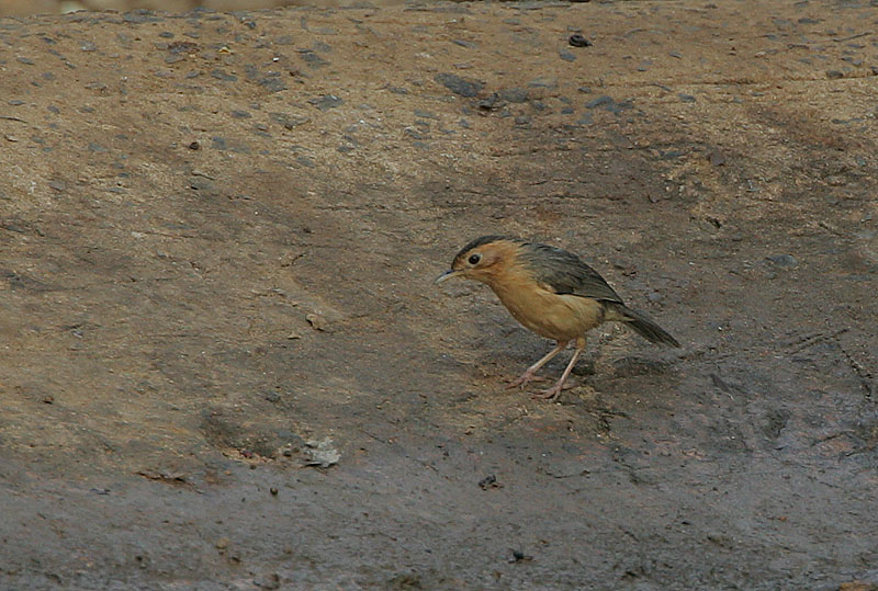 File:Flickr - Rainbirder - Brown-capped Babbler (Pellorneum fuscocapillum).jpg