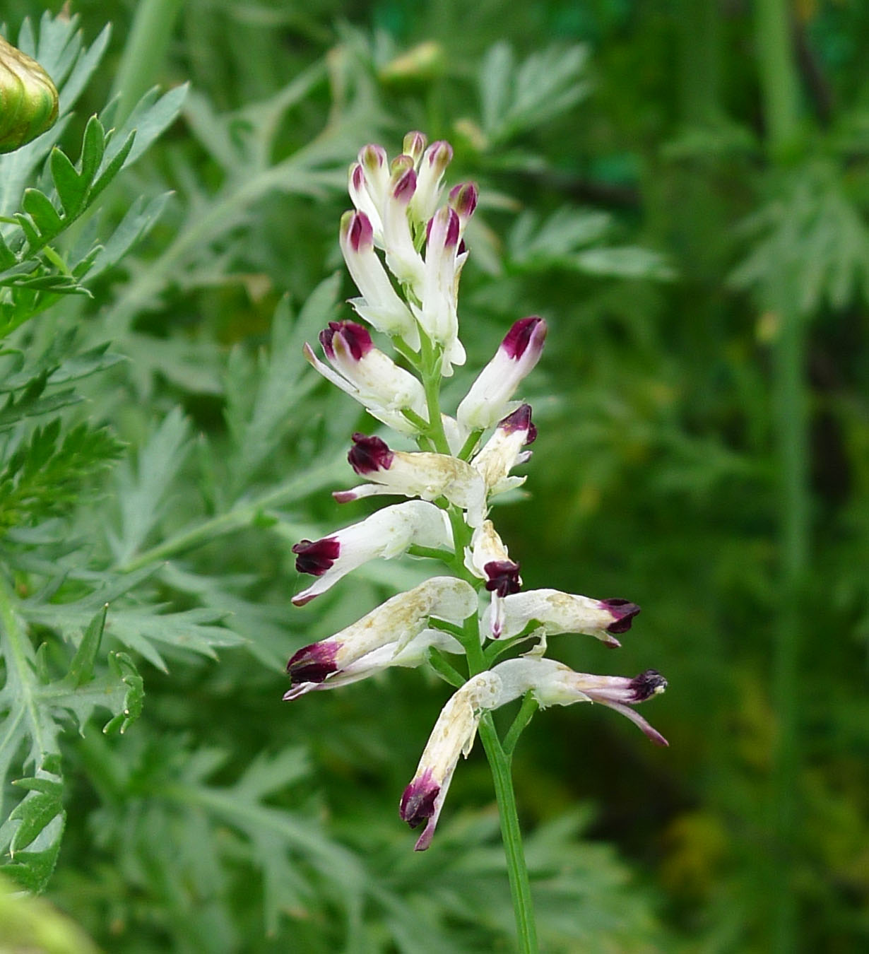 Fumaria parviflora lam