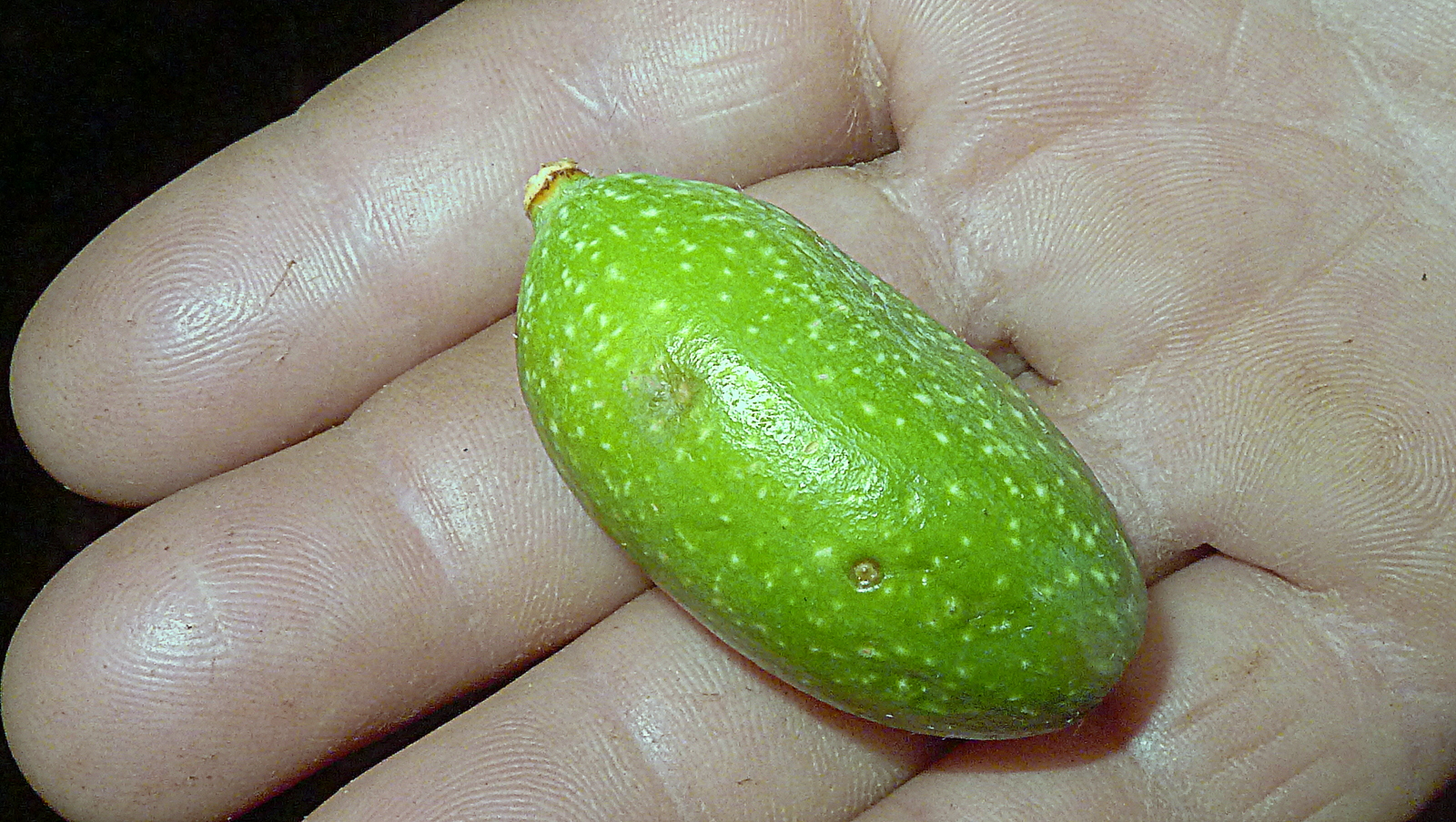 Gurania sp., Cucurbitaceae, Atlantic forest, northern littoral of Bahia, Brazil (21317980954).jpg