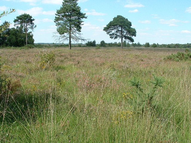 Holt Heath National Nature Reserve - geograph.org.uk - 35055