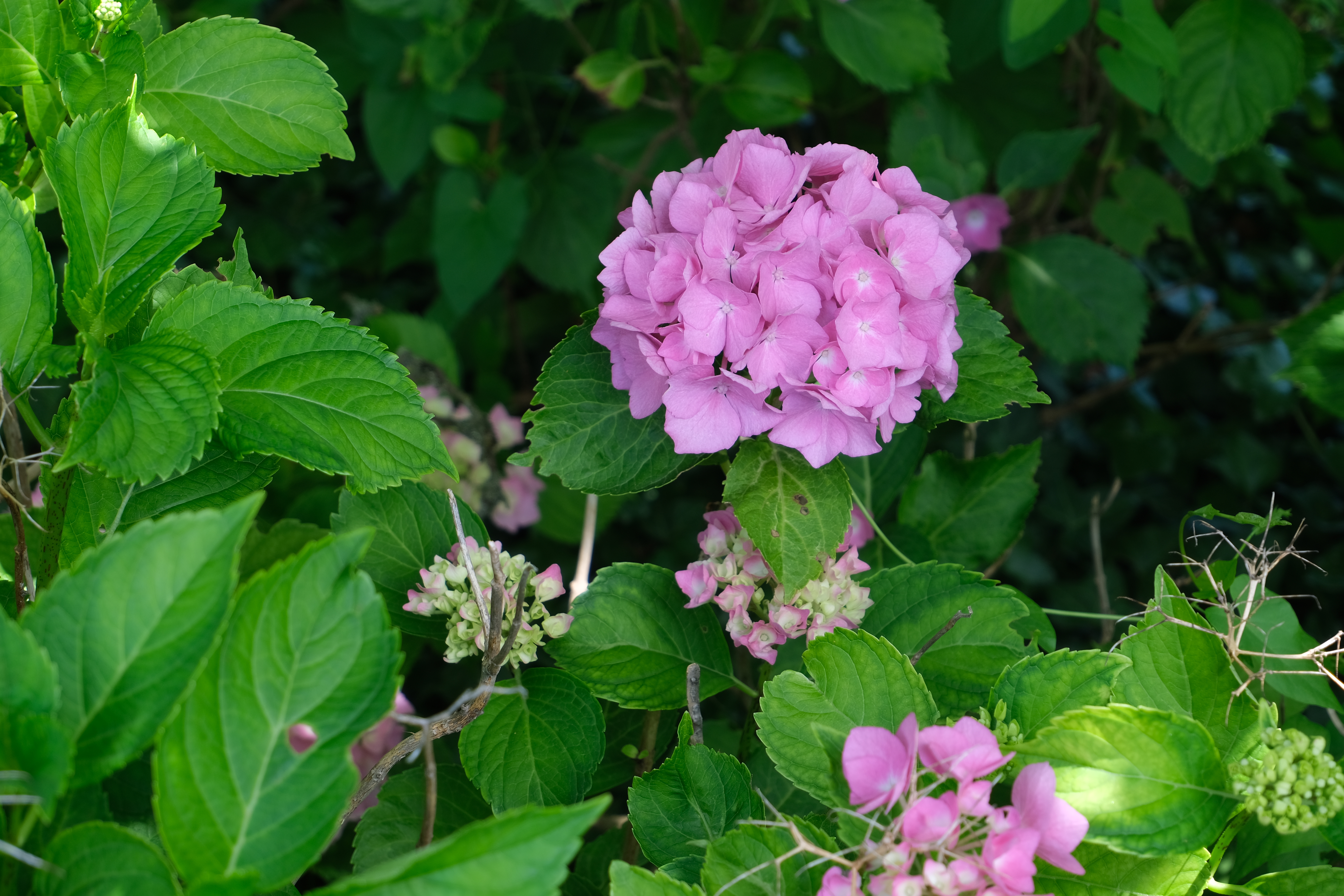 Podar hortensias en noviembre