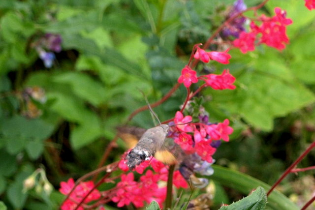 File:Hummingbird Hawkmoth - geograph.org.uk - 1364209.jpg