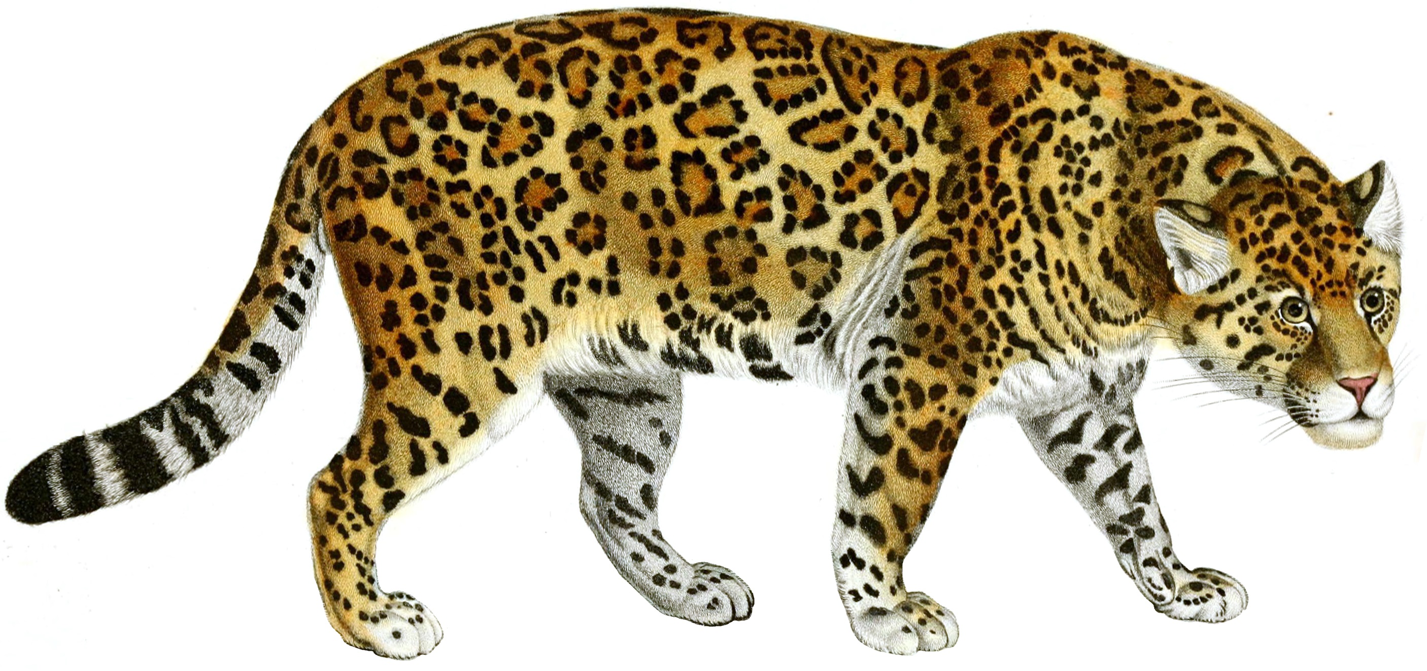 Леопард на прозрачном фоне