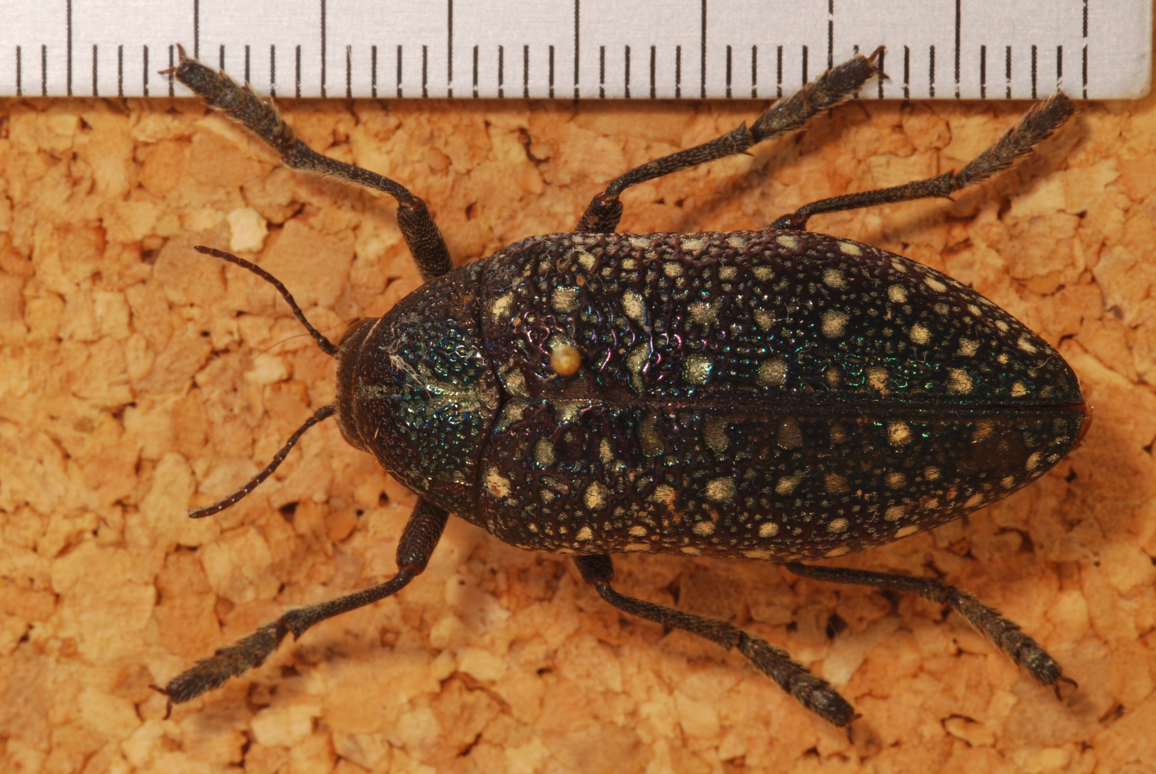 Jewel Beetle (Julodis euphratica) (8246798559).jpg