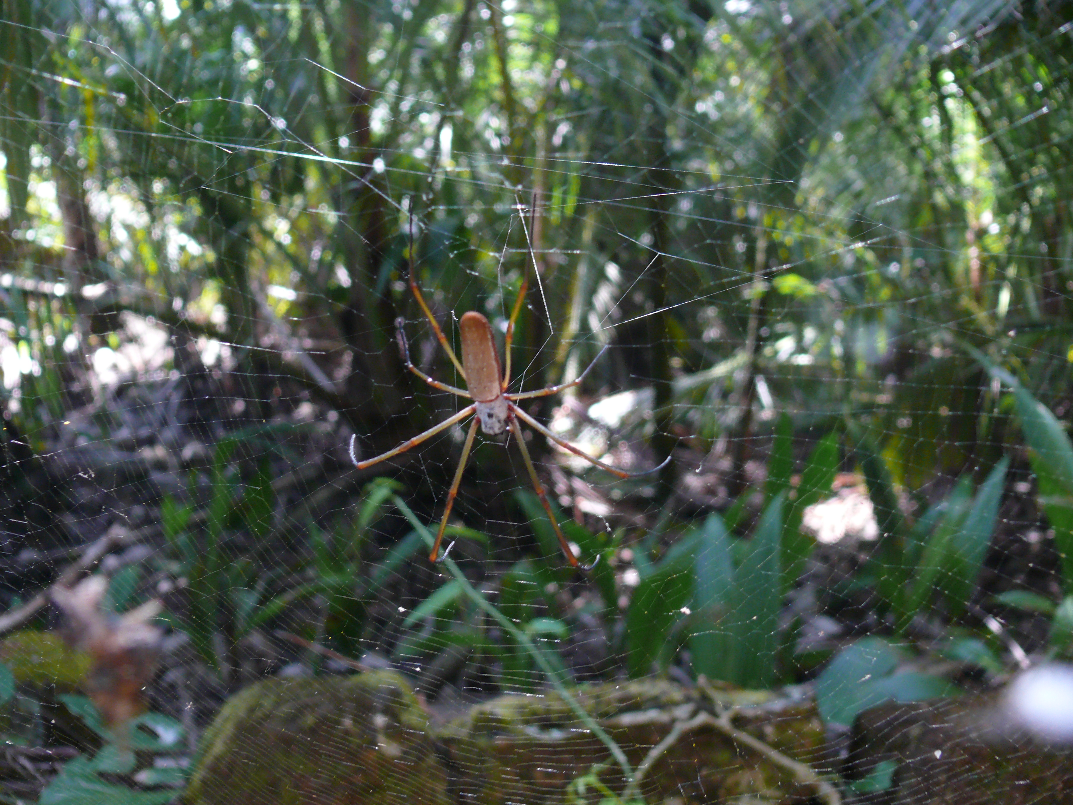 Spider island