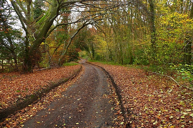 File:Lane through Kingswood Common - geograph.org.uk - 1048868.jpg