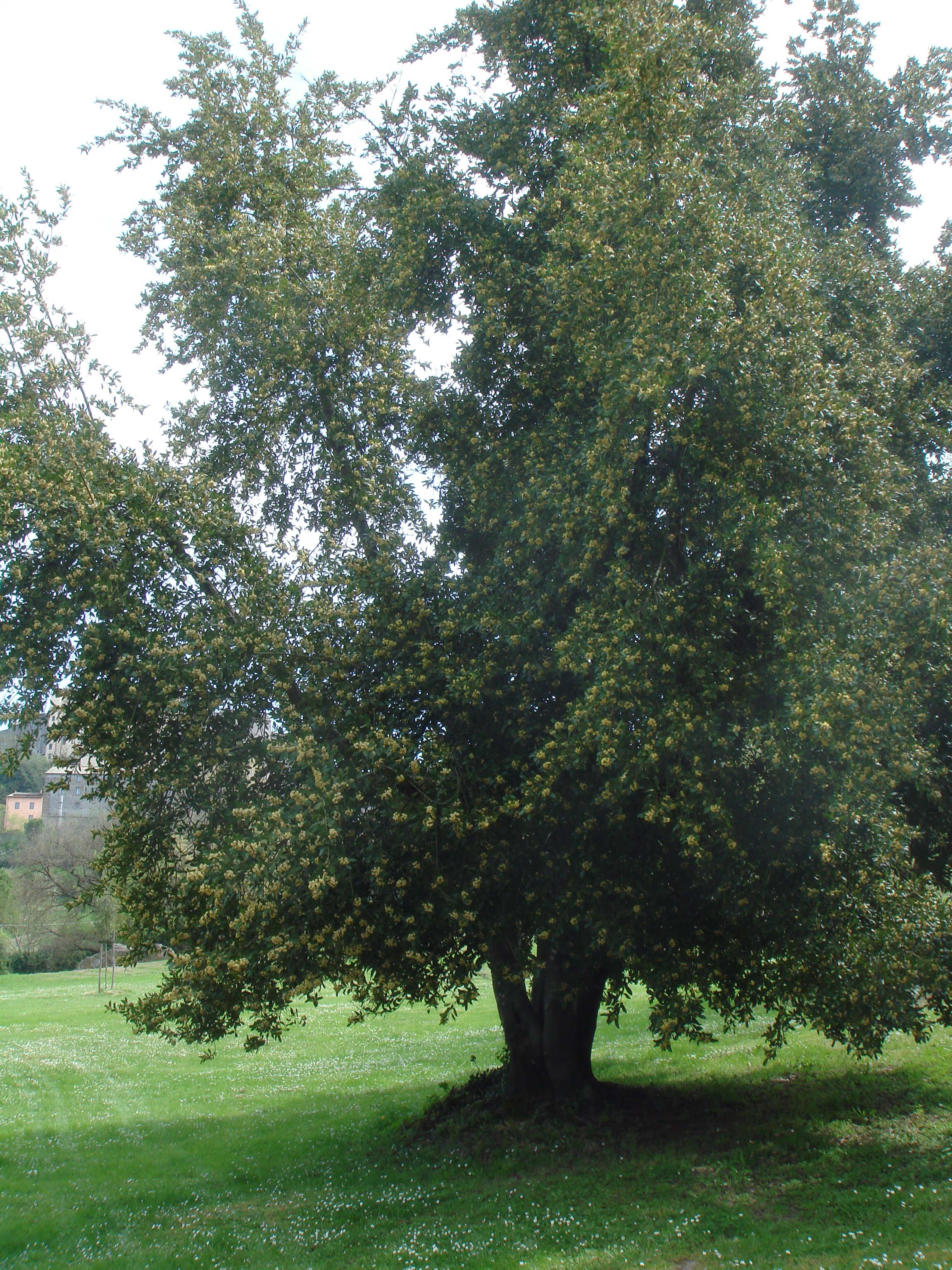 дерево лавр