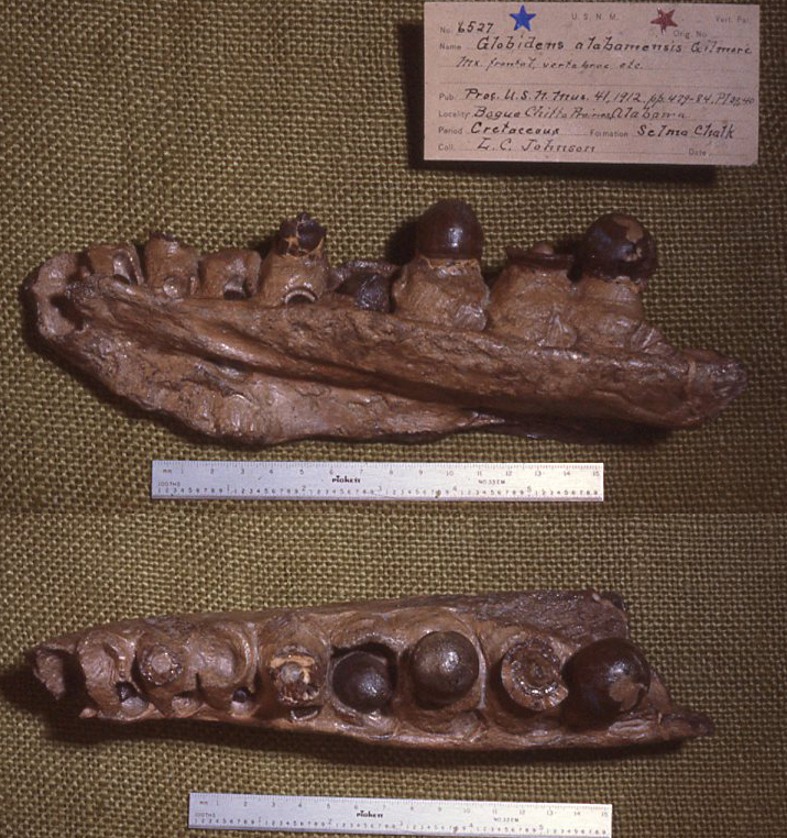 Maxilla - Wikipedia