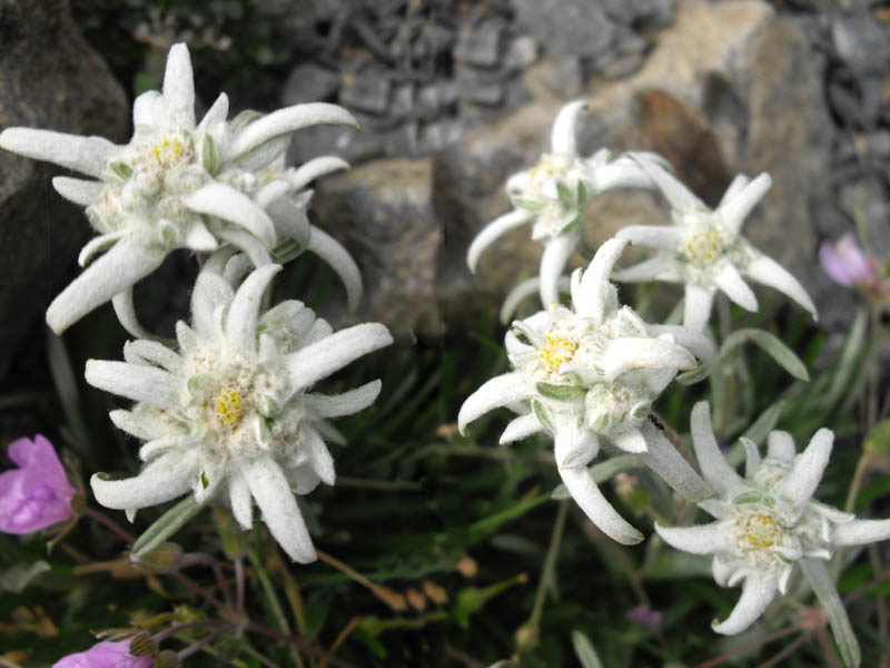 File:Leontopodium alpinum 'Mignon' 2.jpg