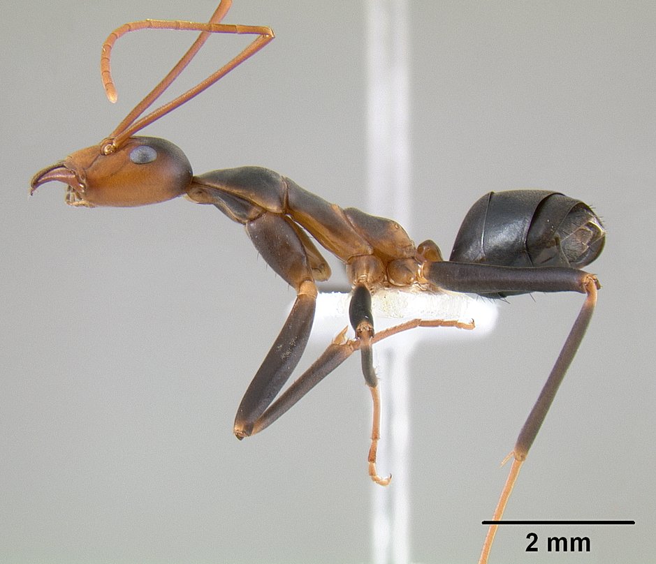 Leptomyrmex wiburdi