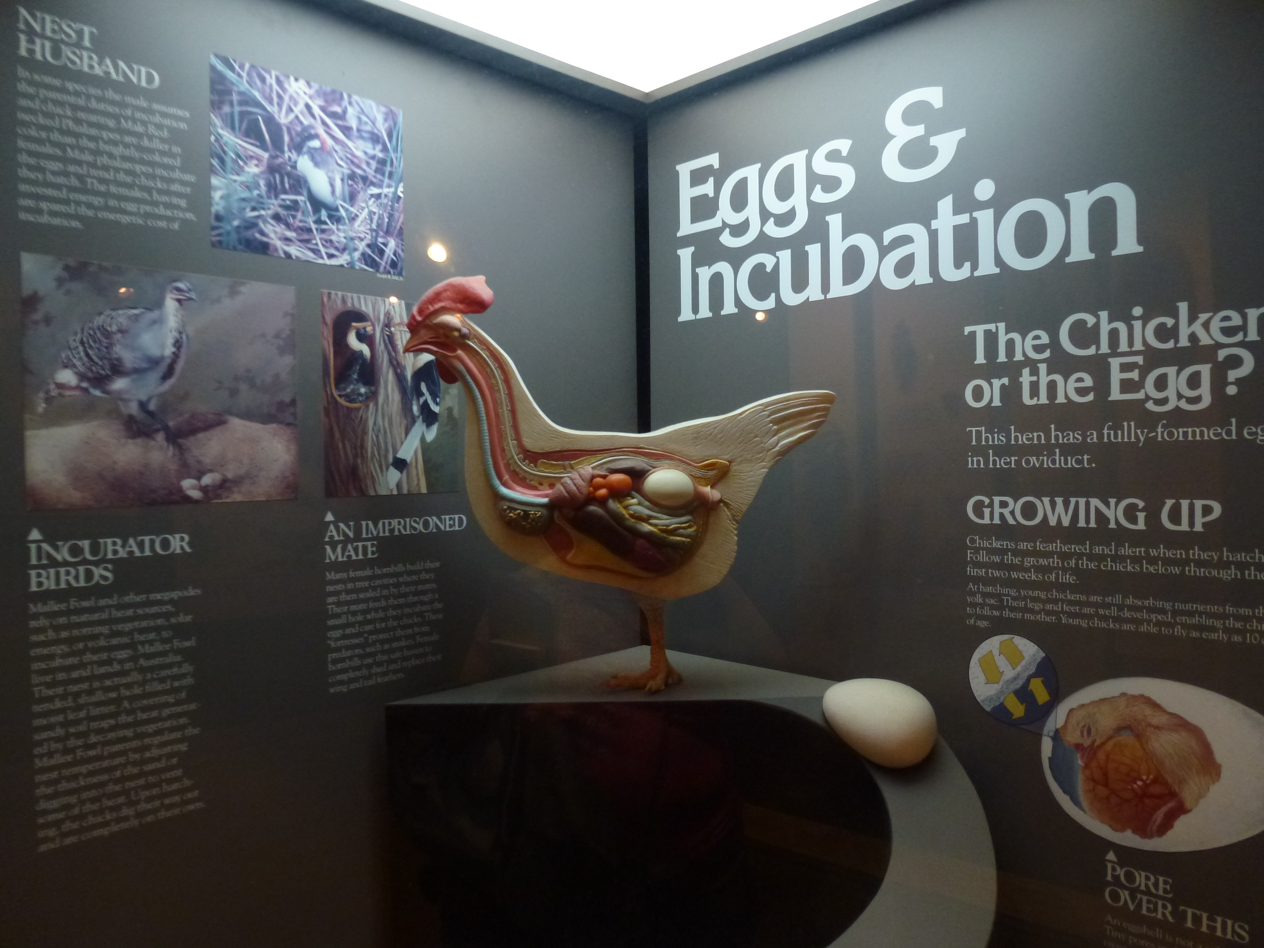 tracking egg weight loss during incubation