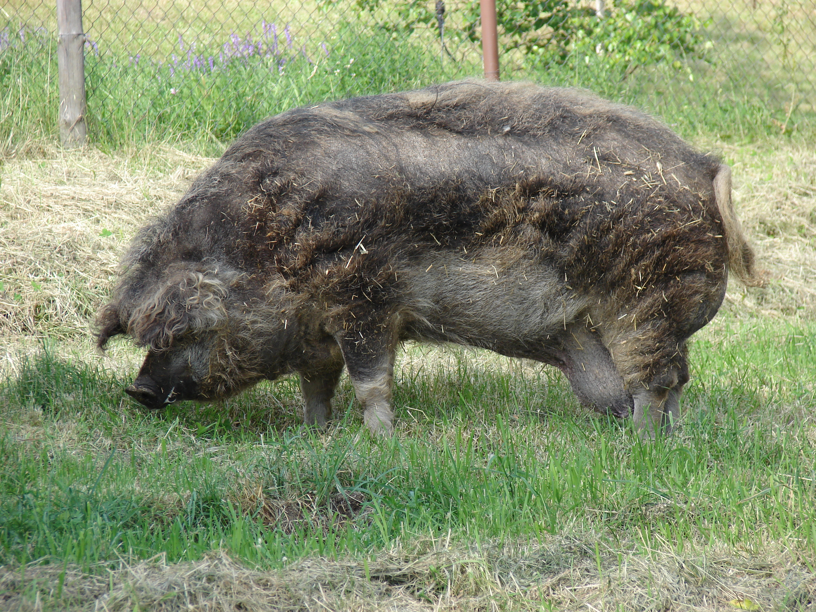порода волосатых свиней