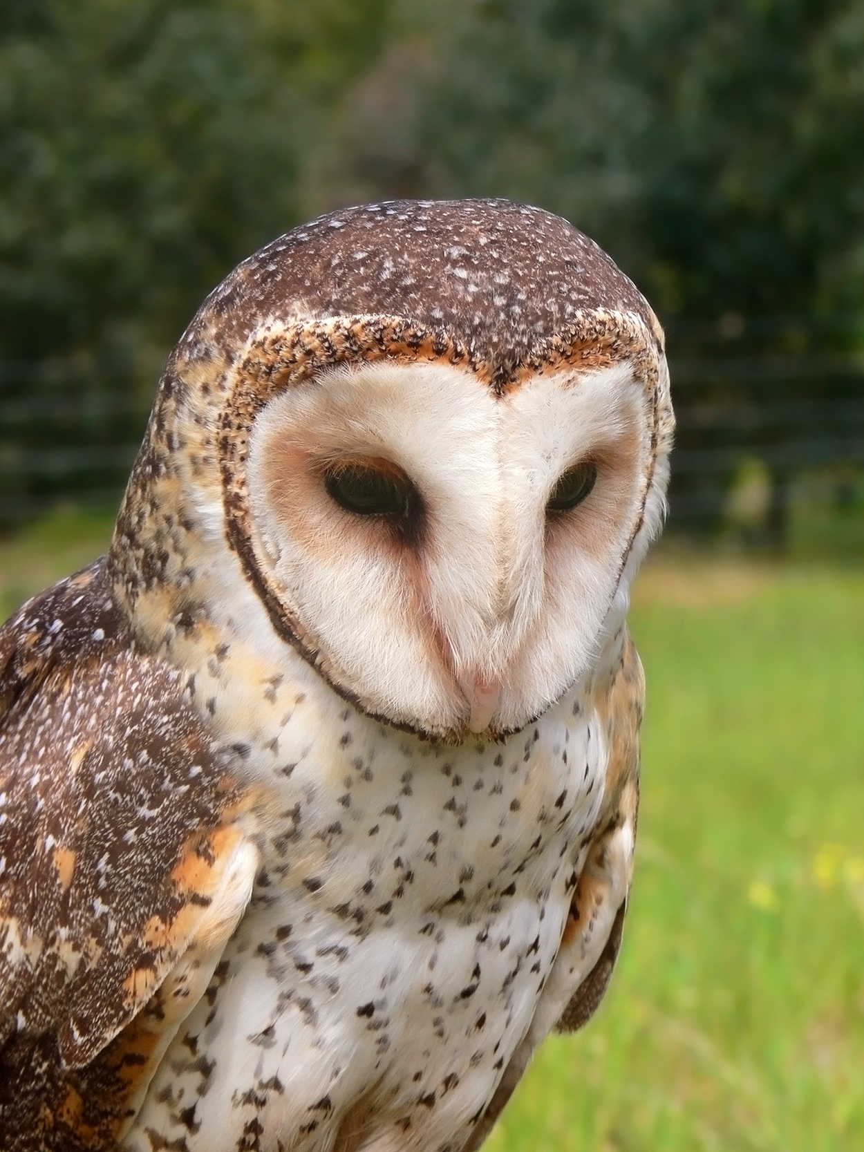 Barn-owl - Wikipedia