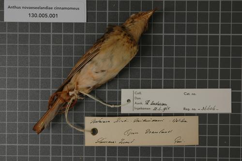 File:Naturalis Biodiversity Center - RMNH.AVES.36606 2-fomat-large - Anthus novaeseelandiae cinnamomeus Ruppell, 1840 - Motacillidae - bird skin specimen.jpeg