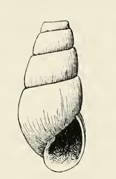 <i>Odostomia parella</i> Species of gastropod