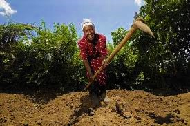 File:Old women works on farm at africa.jpg