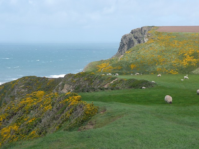 On Vicarage Cliff, Morwenstow - geograph.org.uk - 1369029