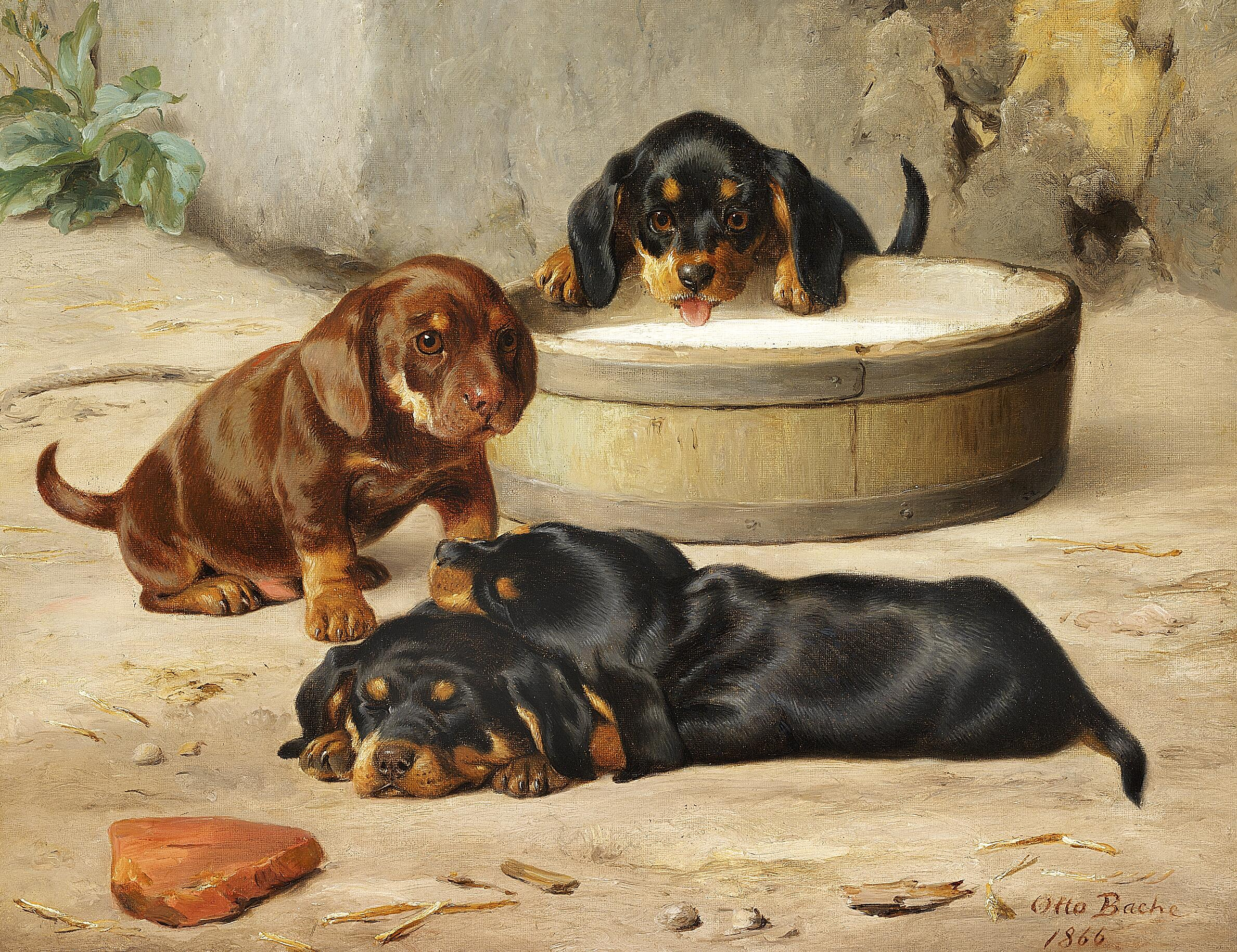 Otto Bache, Dachshund puppies,