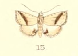 <i>Eublemma pudica</i> Species of moth