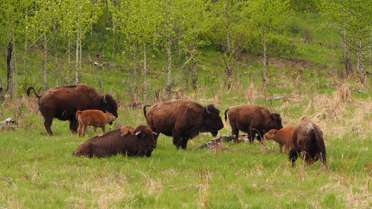 Plains_Bison_Buffalo_%2814958327875%29.jpg