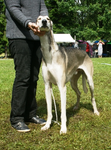 File:Polish Greyhound aka Chart Polski 1.JPG