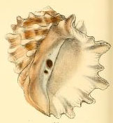 <i>Thais nodosa</i> Species of gastropod