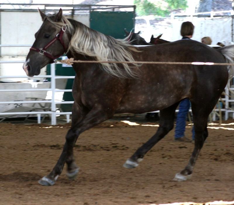 Rocky Mountain Horse.jpg
