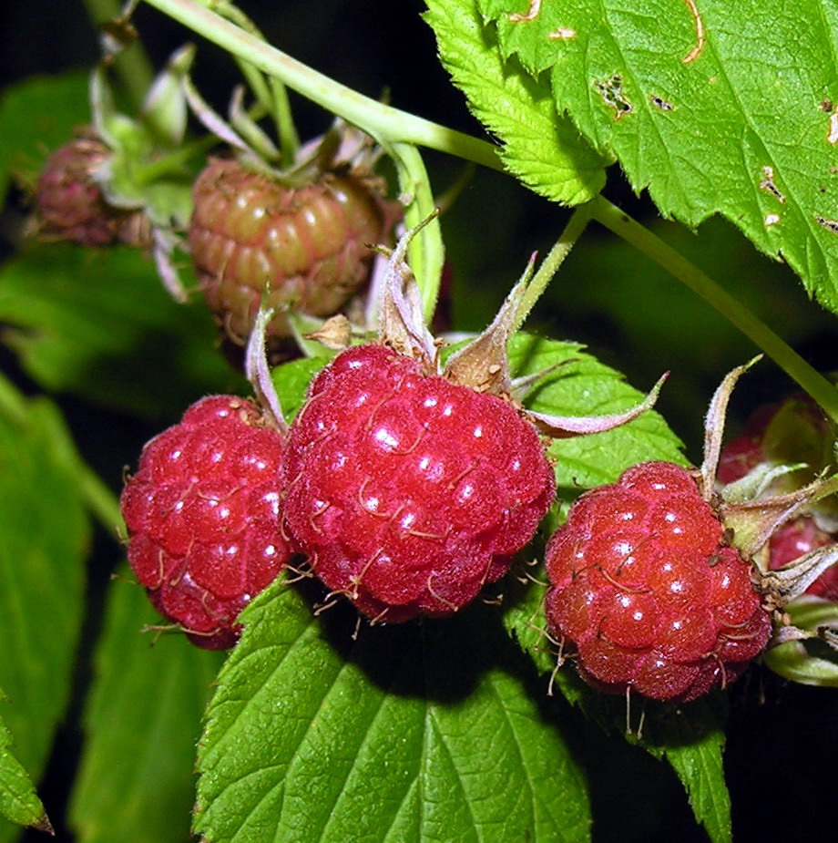 Виды малины название. Малина обыкновенная (Rubus idaeus). Малина обыкновенная Rúbus idáeus. Малина обыкновенная (Rubus idaeus BONBONBERRY) p9. Сорт малины Мичуринский.