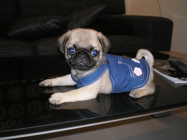 File:Se vende perro pug.jpg