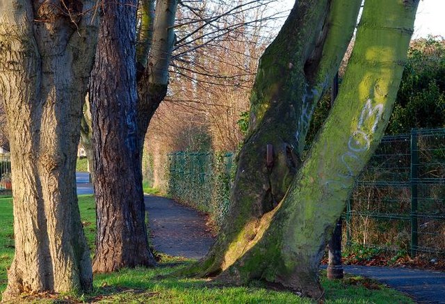 File:Shaftesbury Park, Carrickfergus (3) - geograph.org.uk - 650294.jpg