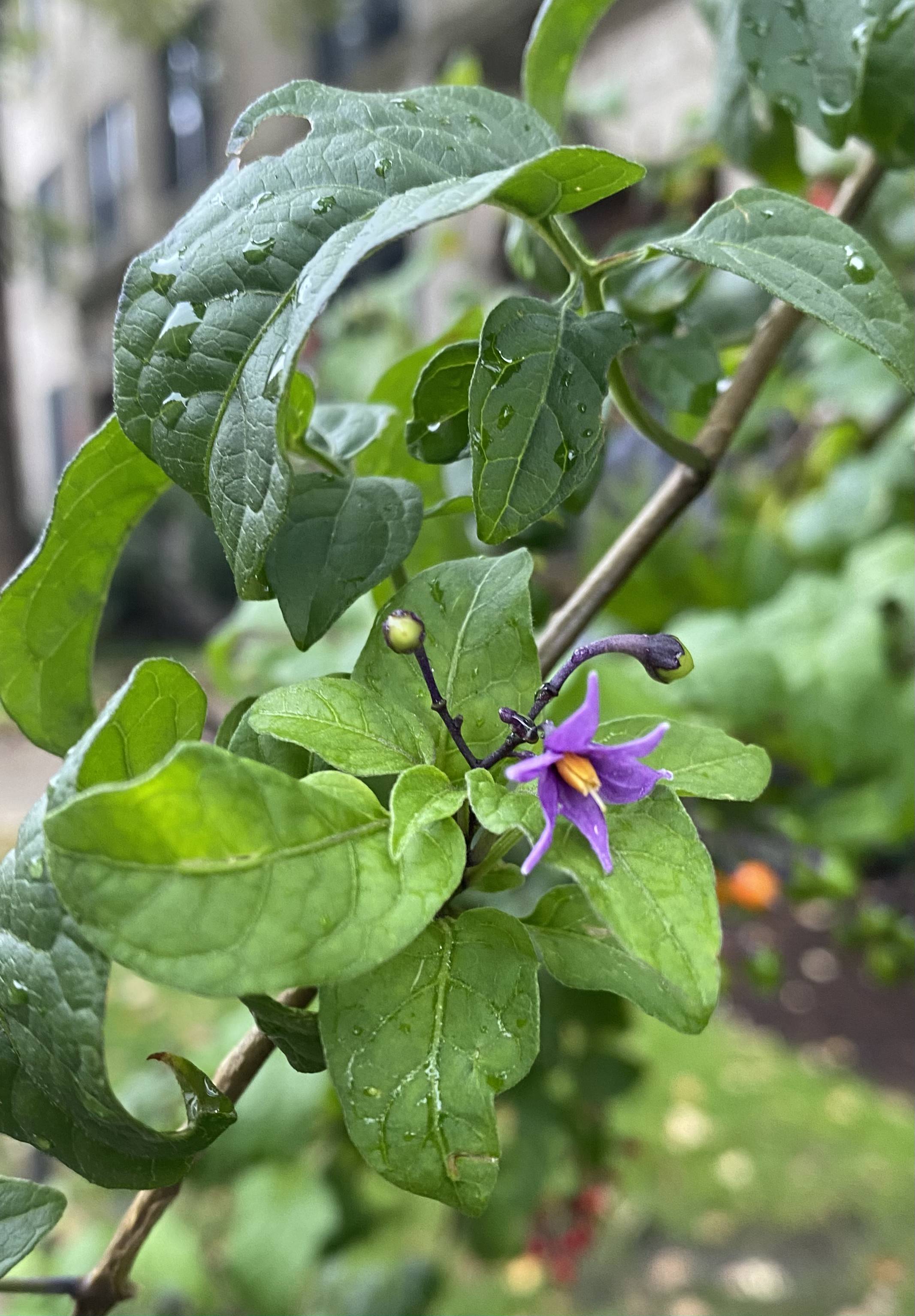 File:Solanum dulcamara; Boston, Massachusetts.jpg - Wikipedia