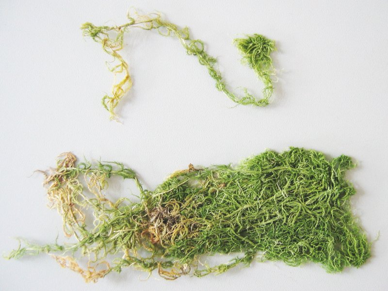 File:Sphagnum flexuosum.jpeg