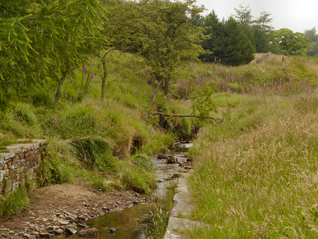 Stream, Haslingden Grane - geograph.org.uk - 3056942