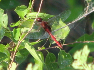 <i>Tauriphila argo</i> Species of dragonfly