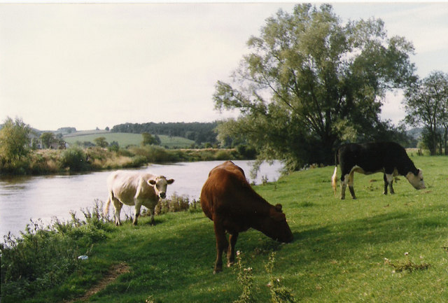 File:The River Wye, near Fownhope. - geograph.org.uk - 292391.jpg