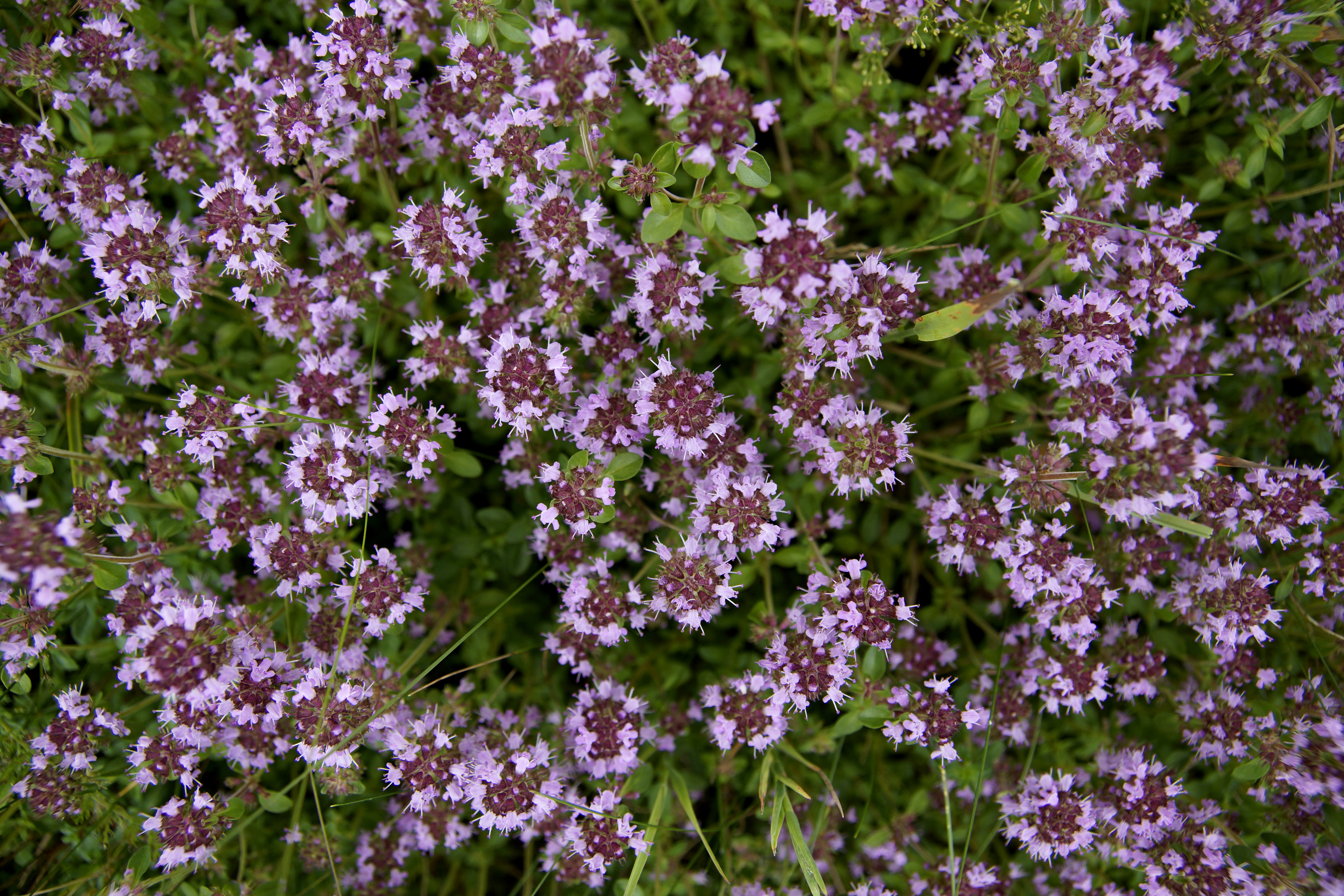 thymus pulegioides l - thym faux pouliot