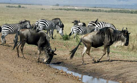 File:Wildebeest drink water.jpg