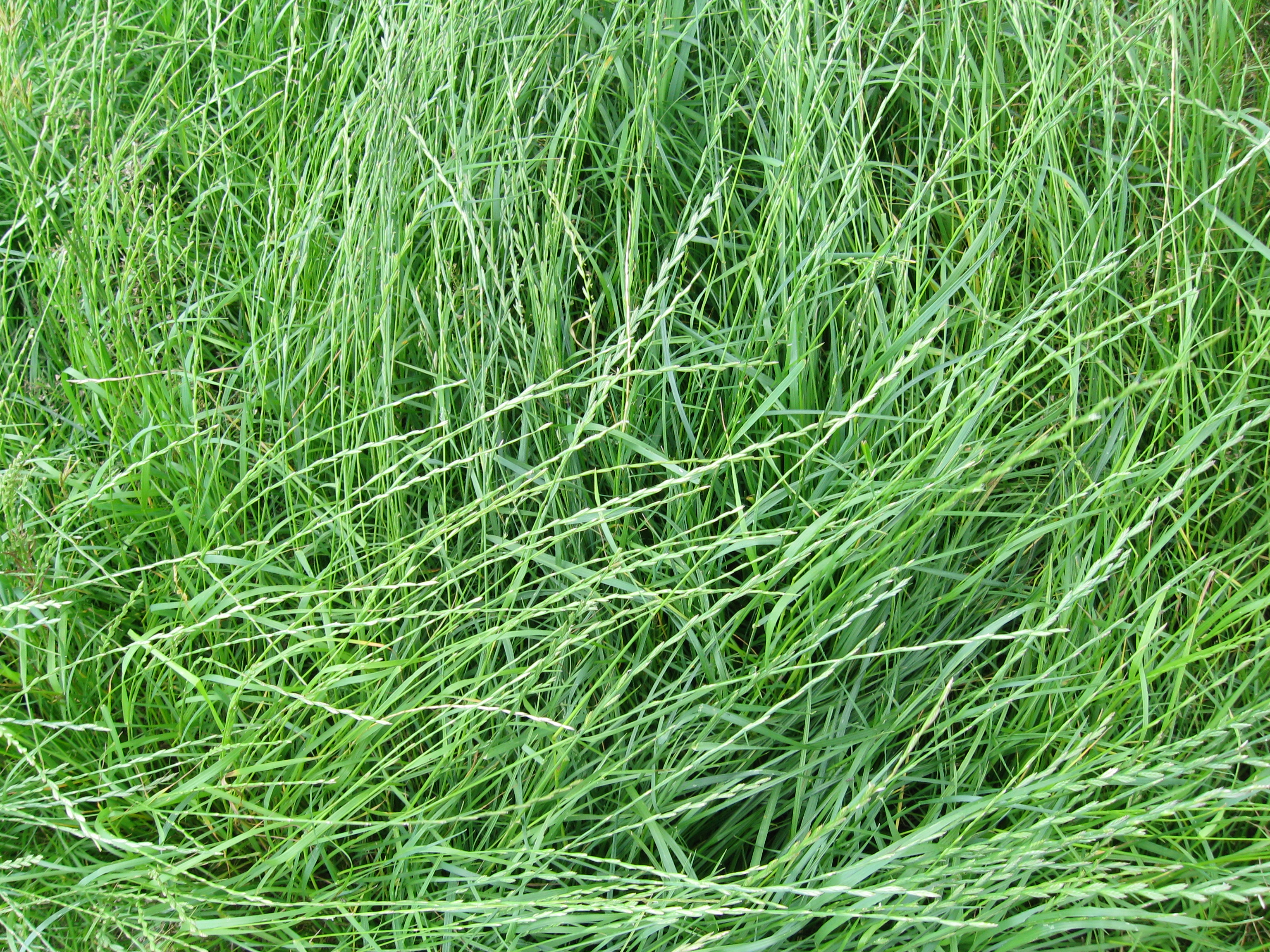 Carex 120052rx