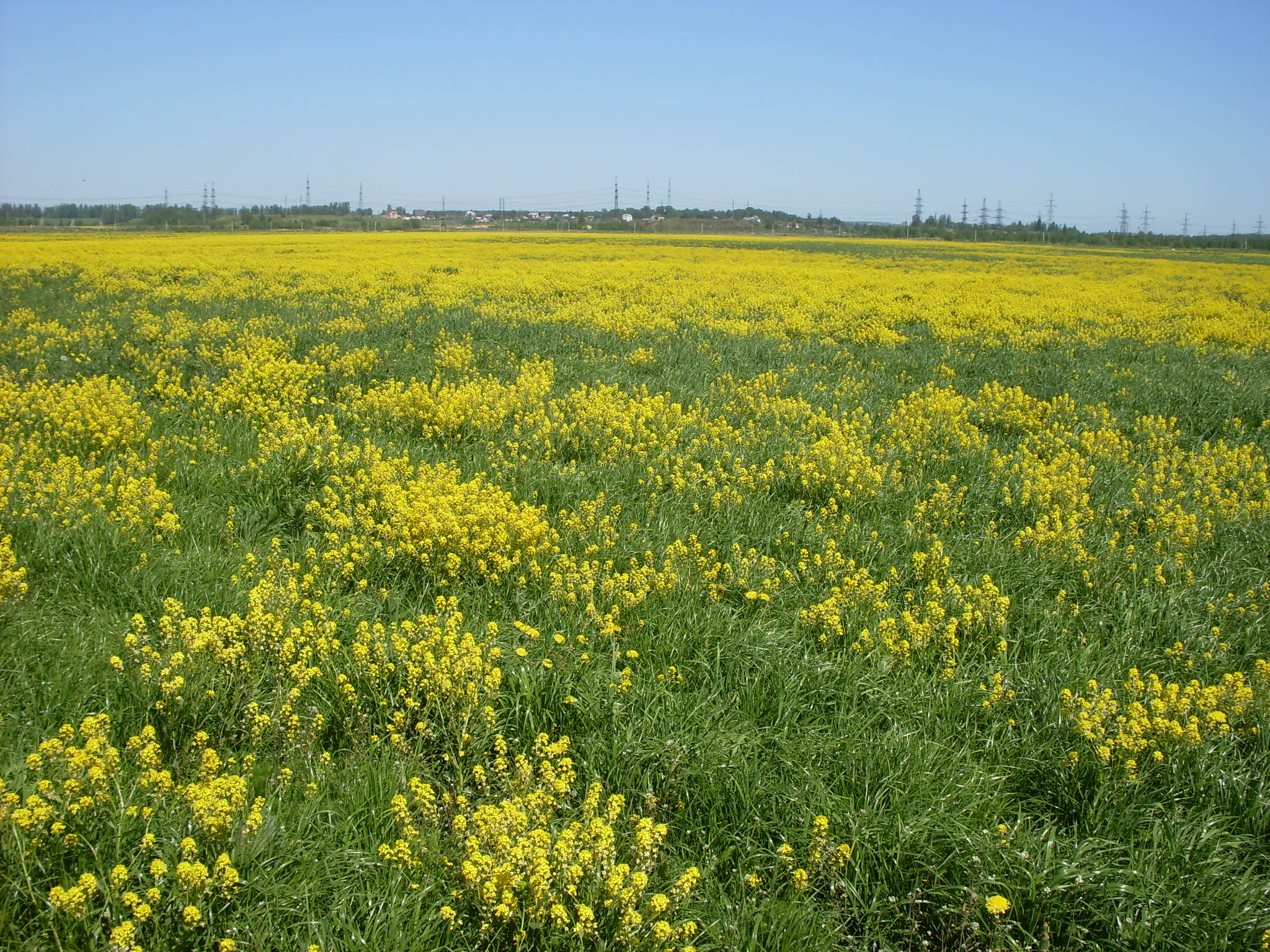 Поля сурепки фото