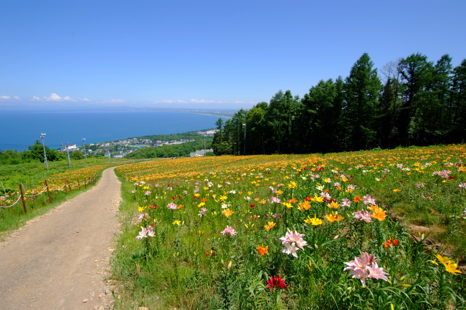 File オーンズ春香山ゆり園 Onze Harukayama Lily Garden Panoramio 1 Jpg Wikimedia Commons