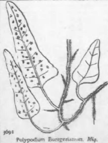 File:015 Neocheiropteris subhastata(Polypodium buergeriana) yanoneshida.jpg