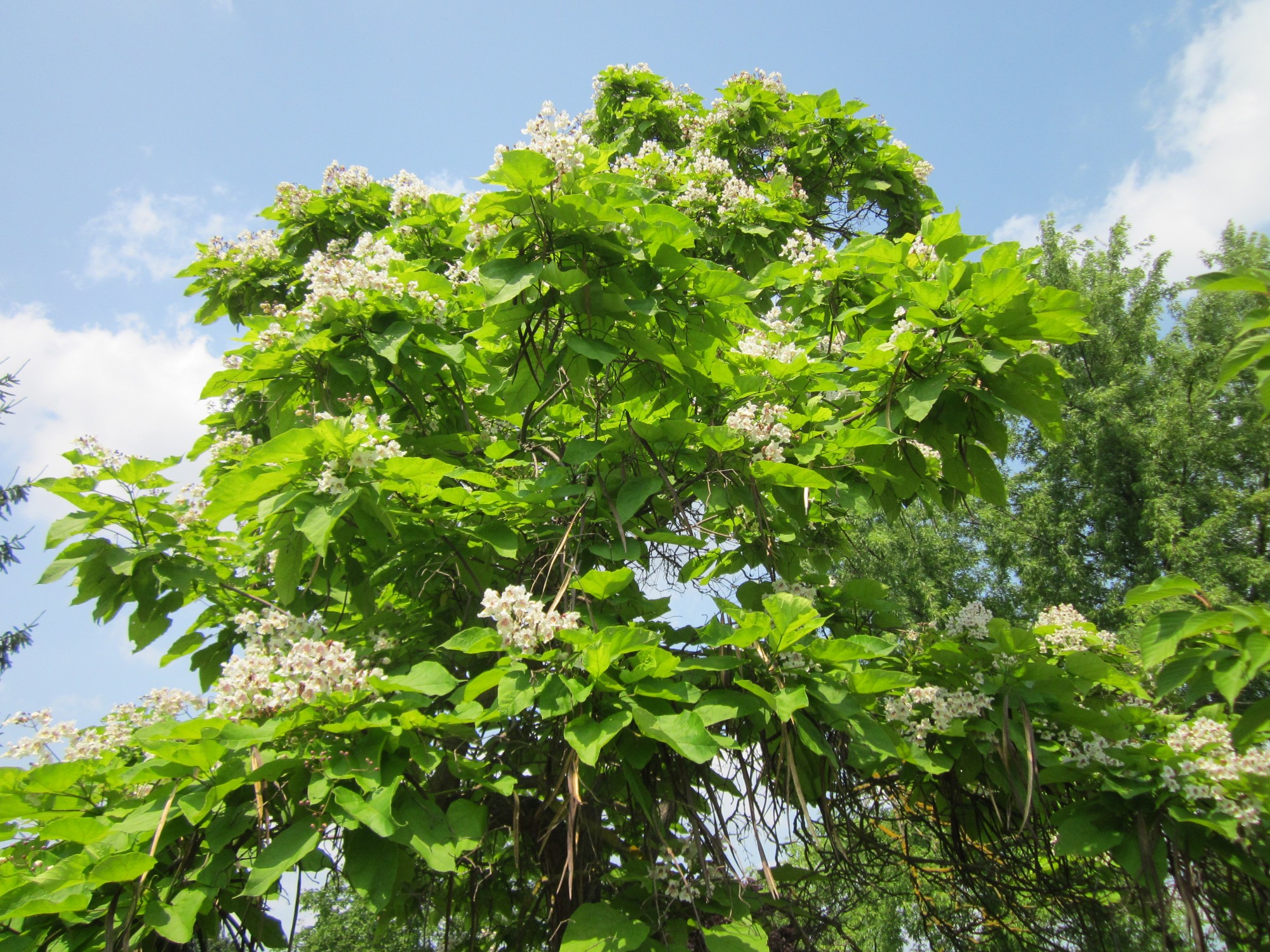 Вилла катальпа. Катальпа бигнониевидная (Catalpa bignonioides). Катальпа Ауреа.