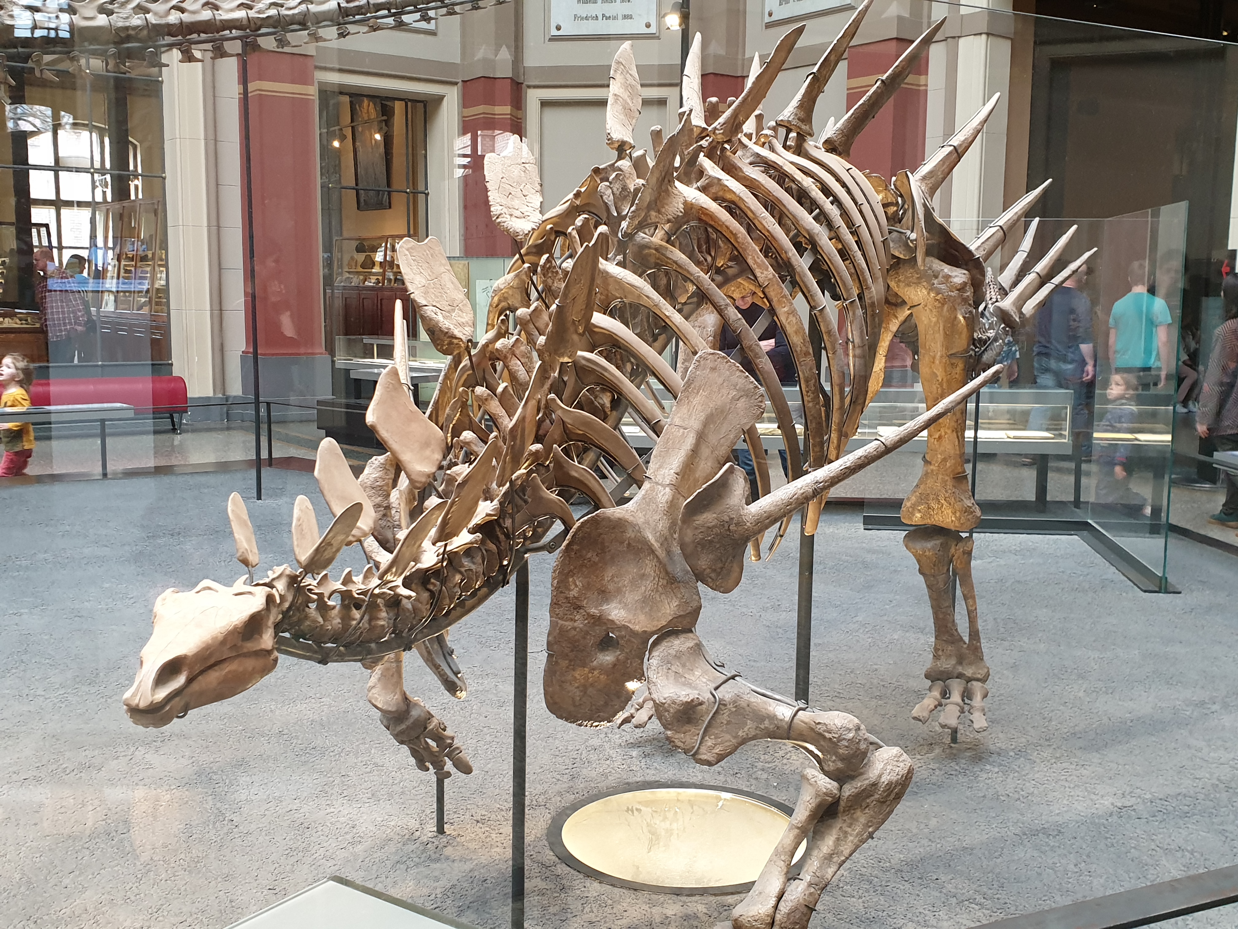 20190331 133509 Kentrosaurus Museum für Naturkunde Berlin anagoria.jpg