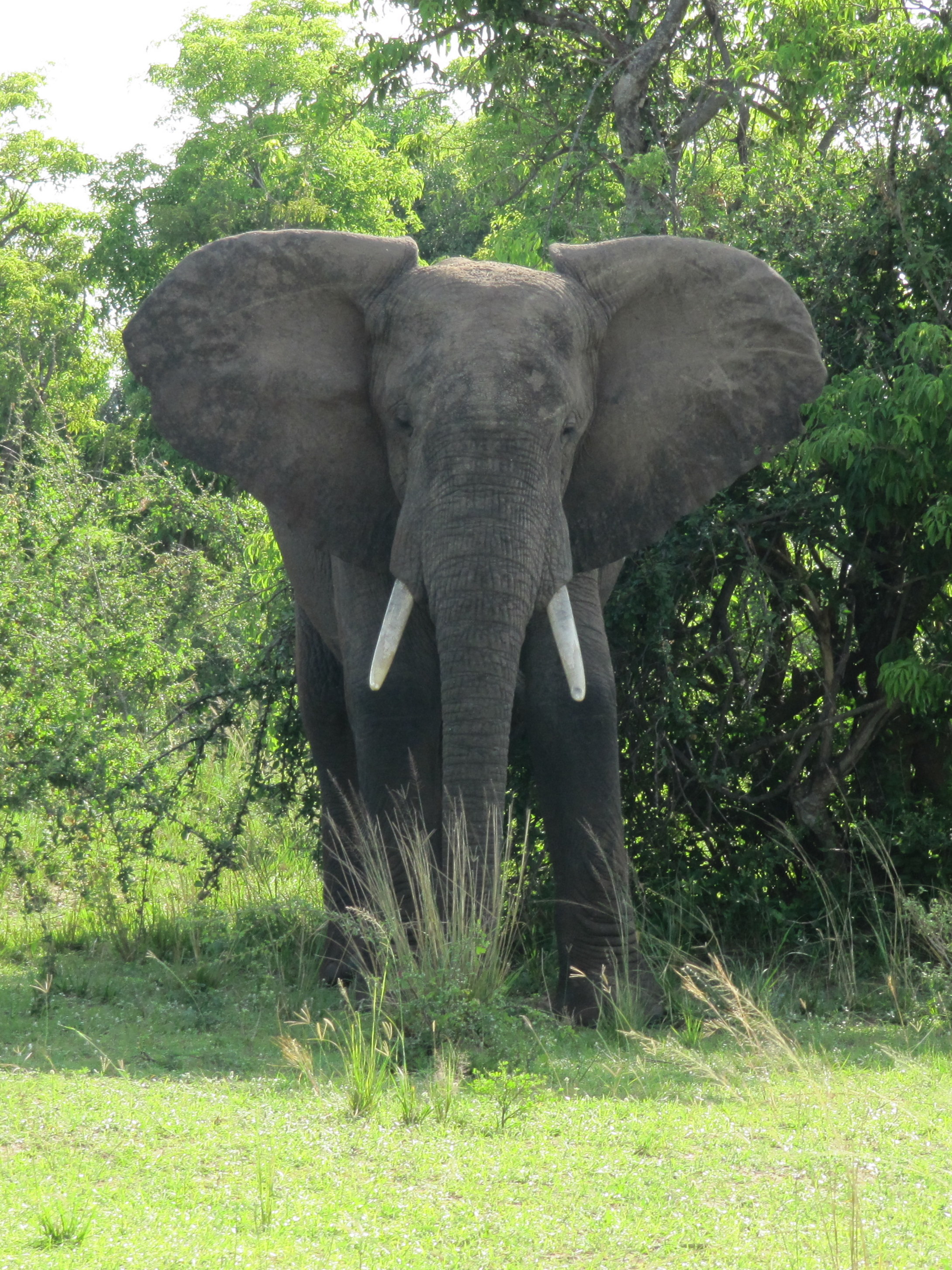 African Bush Elephant In Murchison Falls National Park.JPG