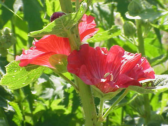 File:Althaea rosea1.jpg